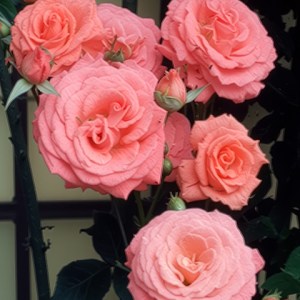 America Climbing Rose (Adobe Topaz Bloom)